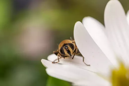 DJI Mini 3 Pro and Photography